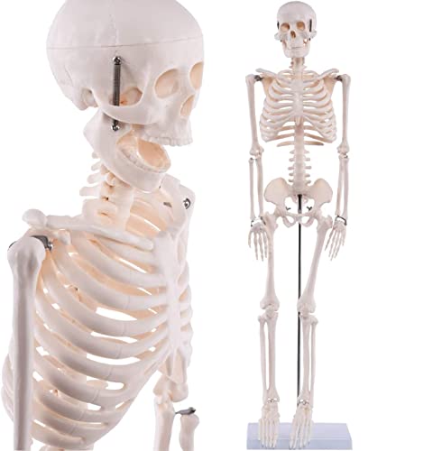 UIGJIOG Medizinisches Anatomisches Skelett Modell 85 cm Anatomie Modell des Menschlichen Skeletts Unterrichten Modell Movable Legs Arms Schädel Cover Ganzkörper Menschliches Skelettausbildung von UIGJIOG