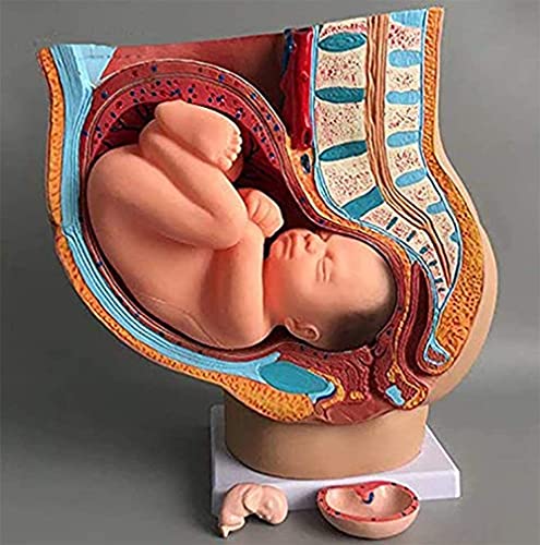 UIGJIOG Medizinisches Becken Der Menschlichen Frau Schwangere Anatomische Medizinische Mit Schwangerschaft 9Monate Modell Sagittalschnitt Weiblichen Beckens Bei 40Wochen Modell Der Schwangerschaft UIGJIOG Medizinisches Becken Der Menschlichen Frau Schwangere Anatomische Medizinische Mit Schwangerschaft 9Monate Modell Sagittalschnitt Weiblichen Beckens Bei 40Wochen Modell Der Schwangerschaft von UIGJIOG