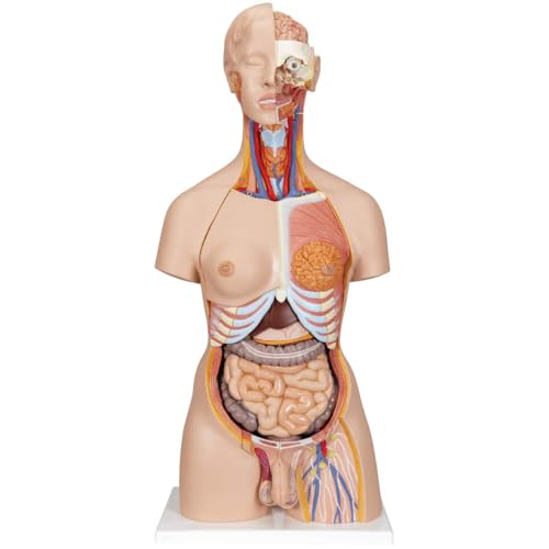 UIGJIOG Menschliche Anatomie Modell Torso Anatomie Modell Medizinische Innere Organe Herz System Struktur Torso 85Cm Abnehmbar 23 Stück von UIGJIOG