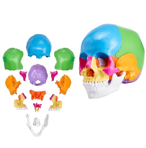 UIGJIOG Menschliche Schädel Anatomie Modell 22 Stück Farbige Bilder PVC Anatomische Schädel Modell Abnehmbar Lernen Schädel Professionelle Lehre UIGJIOG Menschliche Schädel Anatomie Modell 22 Stück Farbige Bilder PVC Anatomische Schädel Modell Abnehmbar Lernen Schädel Professionelle Lehre von UIGJIOG