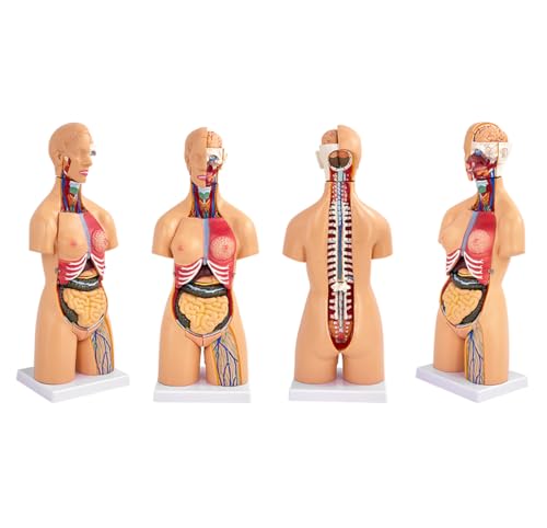 UIGJIOG Menschliches Büstenmuster Torso Anatomie Modell Anatomisches Skelett 55cm Menschlicher Torso 23pcs Pädagogisches Lehrmittel von UIGJIOG