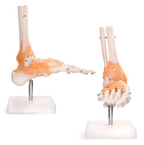 UIGJIOG Menschliches Fußgelenks-Skeleton Anatomisches Modell, Anatomisches Menschliches Fußgelenk Mit Bändern, Menschlicher Anatomischer Skeleton Fußmodell Medizinische Bildungsanwälte UIGJIOG Menschliches Fußgelenks-Skeleton Anatomisches Modell, Anatomisches Menschliches Fußgelenk Mit Bändern, Menschlicher Anatomischer Skeleton Fußmodell Medizinische Bildungsanwälte von UIGJIOG