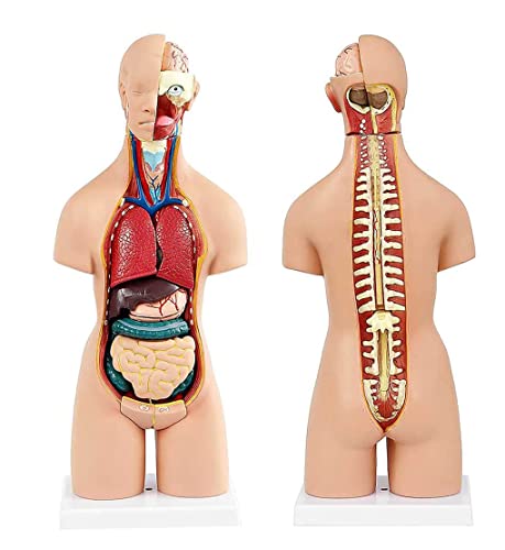 UIGJIOG Menschliches Modell (19 Pcs) Menschliches Torsoanatomiemodell 55Cm Abnehmbare Medizinische Innere Organe PVC Menschliche Anatomie Körpermodell Für Physiologische Körperstruktur von UIGJIOG
