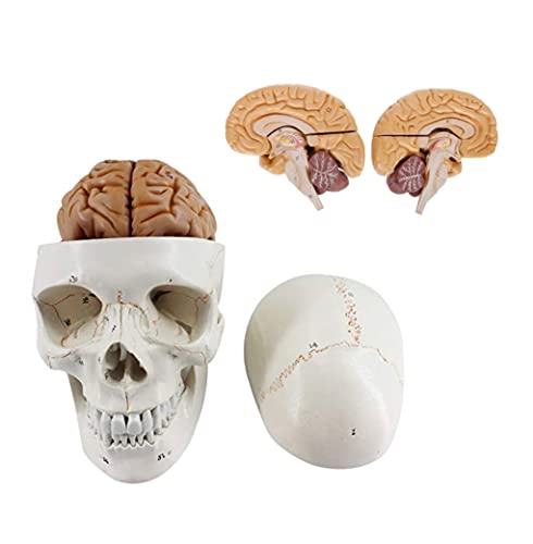 UIGJIOG Menschliches Schädel-Gehirn-Anatomisches Modell 3-Teilig Nummeriertes Schädel-Modell 8-Teiliges Gehirn in Lebensgröße 100% Anatomisch Korrekt 32 Verschiedene Anatomische Nummern von UIGJIOG