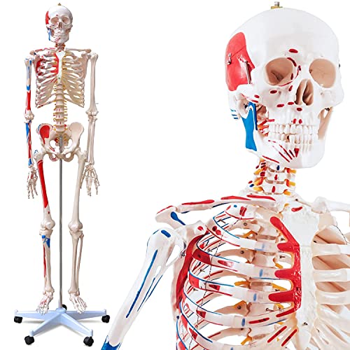 UIGJIOG Menschliches Skelett Muskelmalerei Anatomiemodell,Anatomisches Skelett Mit Muskeln Lebensgroß 180 Cm Menschliches Lernmodell 3 Zähne Abnehmbare Lehrhilfe Menschlicher Knochenständer Mit Rädern von UIGJIOG