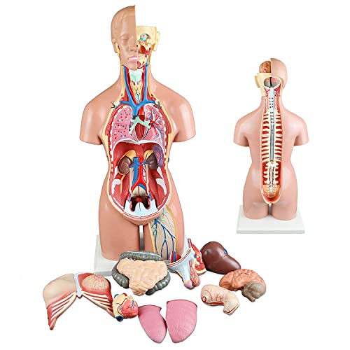 UIGJIOG Menschliches Torso Modell 55cm Human Anatomie Torso Modell 3D Anatomische Montage Modell der menschlichen Organe 19 Stück Abnehmbare Organe Schulmedizinische Ausbildung Display UIGJIOG Menschliches Torso Modell 55cm Human Anatomie Torso Modell 3D Anatomische Montage Modell der menschlichen Organe 19 Stück Abnehmbare Organe Schulmedizinische Ausbildung Display von UIGJIOG