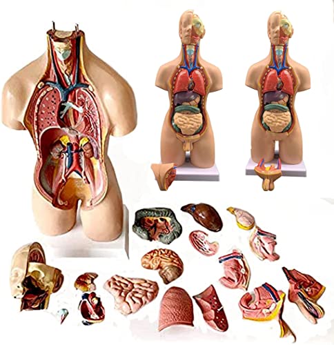 UIGJIOG Menschliches Torsomodell 55Cm Torso-Körper-Anatomie-Modell Mit 19 Abnehmbaren Teilen Herz-Viszeral-Gehirn-Skelett Medizinische Schule Krankenpflege Torso Anatomie von UIGJIOG