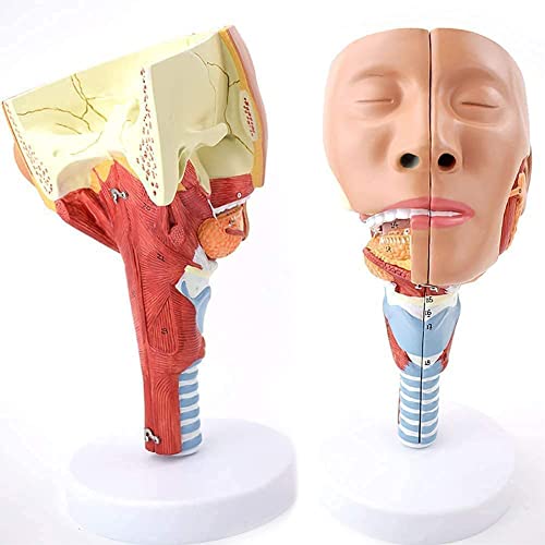 UIGJIOG Menschliches Verdauungssystem Kehlkopf Anatomisches Modell 2 Teile Muskel Anatomische Organe Kopf Pharyngeal Show Mund Nase Zunge Strukturunterricht Für Die Schulbildung 17 * 16 * 29CM von UIGJIOG
