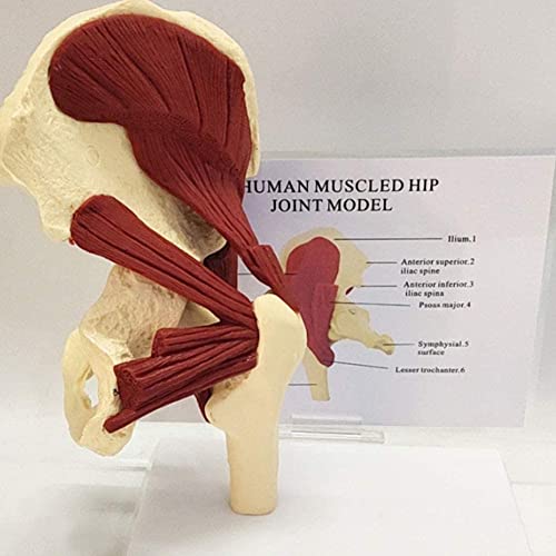 UIGJIOG Menschliches muskuläres Hüftartikulationsmodell menschliches anatomisches Modell Hüftartikulationsmodell Modell des Hüftgelenks mit Beckenmuskeln von UIGJIOG