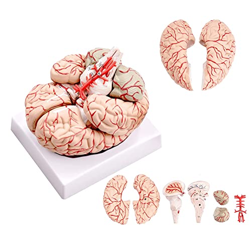 UIGJIOG Modell des Gehirns, Brain Anatomy-Modell, 3D-Brain-Modell 41 Genaue Digitale Logos-Human-Brain-Modell, Anatomisch Genaues Gehirnmodell 9 Teile Mit Anzeigebasis Zum Unterricht UIGJIOG Modell des Gehirns, Brain Anatomy-Modell, 3D-Brain-Modell 41 Genaue Digitale Logos-Human-Brain-Modell, Anatomisch Genaues Gehirnmodell 9 Teile Mit Anzeigebasis Zum Unterricht von UIGJIOG