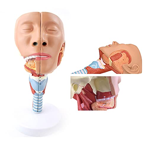 UIGJIOG Modell des Pharynx-Muskels,Anatomischem Muster des Medizinischen Medizinischen Muskels 23X15x12.5Cm Anatomisches Modell Der Menschlichen Nase,des Hals,Der Trachea Und Kryopharynx Muskulatur UIGJIOG Modell des Pharynx-Muskels,Anatomischem Muster des Medizinischen Medizinischen Muskels 23X15x12.5Cm Anatomisches Modell Der Menschlichen Nase,des Hals,Der Trachea Und Kryopharynx Muskulatur von UIGJIOG
