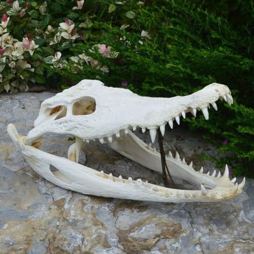UIGJIOG Natural Real Crocodile Skull Anatomical Model Amphibians Reptile Taxidermy 15-30Cm from The Farm Medical Teaching Research Skull Gift Exquisite Animal Specimens UIGJIOG Natural Real Crocodile Skull Anatomical Model Amphibians Reptile Taxidermy 15-30Cm from The Farm Medical Teaching Research Skull Gift Exquisite Animal Specimens von UIGJIOG