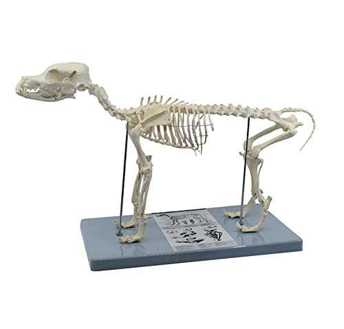 UIGJIOG Premium Skeletal System Model of A Dog Dog Anatomical Model, 12" Washable Model Caudal Vertebrae Removable Tall Medical Quality Mounted to Base von UIGJIOG