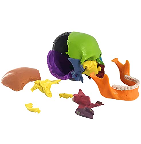 UIGJIOG Schädel Schädel Vertrieb Mini Menschliches Countermanship Modell, Menschliches Körper Puzzle Bara 15 Teile Große Anatomie Großer Anatomie Großer Anatomie, Lernen Bildung von Kindern UIGJIOG Schädel Schädel Vertrieb Mini Menschliches Countermanship Modell, Menschliches Körper Puzzle Bara 15 Teile Große Anatomie Großer Anatomie Großer Anatomie, Lernen Bildung von Kindern von UIGJIOG