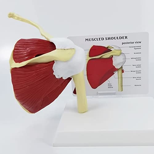 UIGJIOG Shoulder, Modell Set Für Hüft, Schulter, Knie Und Ellenbogengelenke, Anatomisches Set Für Menschliche Muskelgelenke Für Das Lehrmittel Der Arztpraxis von UIGJIOG