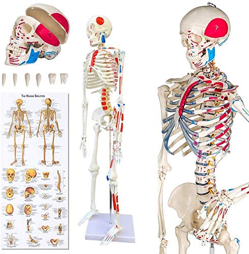 UIGJIOG Skelett Anatomisches Modell des menschlichen Skeleton Skeleton Skeleton Anatomisches Modell Menschliches Grandeur Nature Für Teaching Medical, Kliniken von UIGJIOG