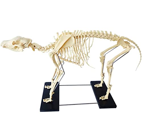 UIGJIOG Standard -Skelettmodellhund Samlet, Big Dog Skeleton Model Skelettskelett anatomische Spende von PVC -Modell Veterinärunterrichtsmaterialien,M von UIGJIOG