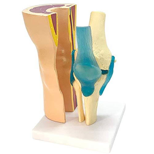 UIGJIOG Struktur des menschlichen Knie Modells mit Muskel-Skelett Ligamentum, Anatomie Knochen-Modell Demonstration von UIGJIOG