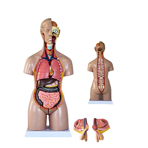 UIGJIOG Torso Anatomie Modell 55cm männlich/weiblicher menschlicher Torso 19 Teile körper anatomisch Modell Skeleton professionelle medizinische Anatomie pädagogisches Unterrichtswerkzeug von UIGJIOG