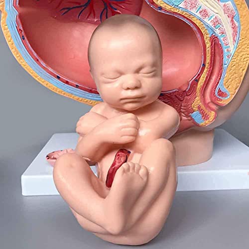 UIGJIOG Unterrichtsmodell mit babialen Fähigkeiten Schädel Embryonaler Entwicklungsmodell Fötales Modell Fötalem Embryo weibliches Becken, das 9 Monate Schwangerschaft enthält von UIGJIOG