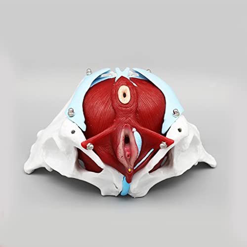 UIGJIOG Weibliche Beckenstruktur Muskeln des Beckenbodens und Zwei Lendenwirbels -Anatomie Modell Humanes Knochenmodell Abnehmbares Rehabilitationsmedizin UIGJIOG Weibliche Beckenstruktur Muskeln des Beckenbodens und Zwei Lendenwirbels -Anatomie Modell Humanes Knochenmodell Abnehmbares Rehabilitationsmedizin von UIGJIOG