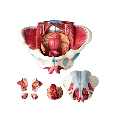 UIGJIOG Weibliches Beckenmodell Beckenbodenmuskelgürtel Genitaler Vaskulärer Neuromuskulärer Uterus Menschliche Anatomie Lehrbecken UIGJIOG Weibliches Beckenmodell Beckenbodenmuskelgürtel Genitaler Vaskulärer Neuromuskulärer Uterus Menschliche Anatomie Lehrbecken von UIGJIOG