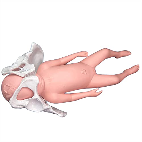 Weibliches Becken-Geburtsmodell, Muster-Trainingsmuster: Weibliches Liefermodell-Becken Mit Baby- Und Becken-Becken-Symphyse, Sacroiliac-Gelenke Sind Für Den Unterricht Mobil. Demonstration,Natural Weibliches Becken-Geburtsmodell, Muster-Trainingsmuster: Weibliches Liefermodell-Becken Mit Baby- Und Becken-Becken-Symphyse, Sacroiliac-Gelenke Sind Für Den Unterricht Mobil. Demonstration,Natural von UIGJIOG