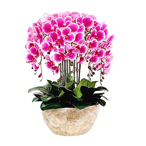 WODAMOYUAN Gefälschte Blume Künstliche Blume Simulation Phalaenopsis 8 Stück Arrangements Party Dusche Home Dekorationen Grünpflanzen Topfblumen Innen Wohnzimmer Einrichtung Künstlich von WODAMOYUAN