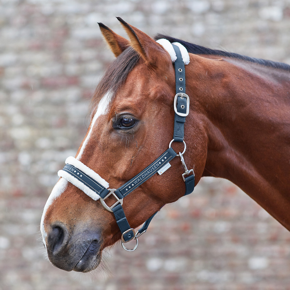 Halfter Elegant Halfter Elegant von Waldhausen
