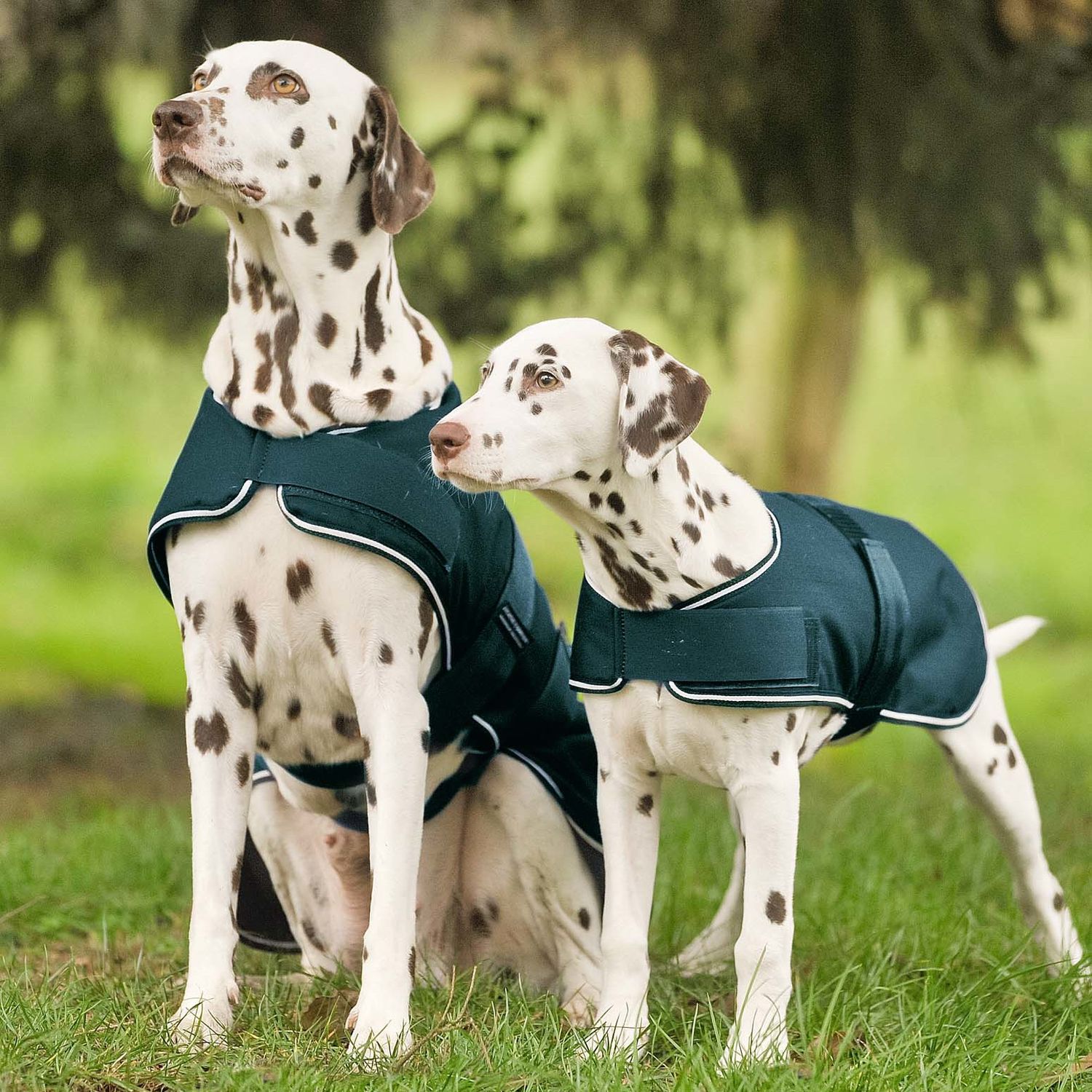 Waldhausen Hunde Regendecke von Waldhausen