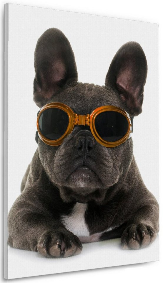 Wallario Leinwandbild, Cooler Hund mit Sonnenbrille in orange - Französische Bulldogge, in verschiedenen Ausführungen Wallario Leinwandbild, Cooler Hund mit Sonnenbrille in orange - Französische Bulldogge, in verschiedenen Ausführungen von Wallario