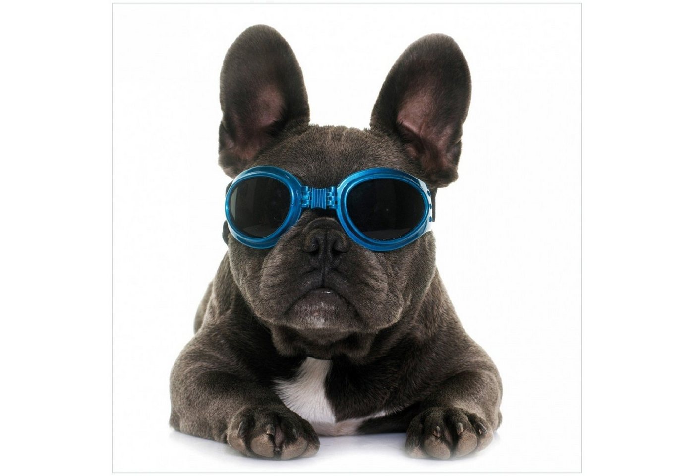 Wallario Memoboard Cooler Hund mit Sonnenbrille in blau - Französische Bulldogge Wallario Memoboard Cooler Hund mit Sonnenbrille in blau - Französische Bulldogge von Wallario