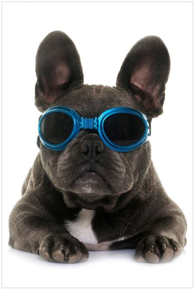 Wallario Poster, Cooler Hund mit Sonnenbrille in blau - Französische Bulldogge, in verschiedenen Ausführungen von Wallario