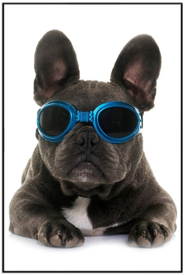 Wallario Poster, Cooler Hund mit Sonnenbrille in blau - Französische Bulldogge, in verschiedenen Ausführungen Wallario Poster, Cooler Hund mit Sonnenbrille in blau - Französische Bulldogge, in verschiedenen Ausführungen von Wallario