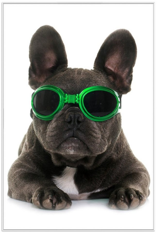 Wallario Poster, Cooler Hund mit Sonnenbrille in grün - Französische Bulldogge, in verschiedenen Ausführungen Wallario Poster, Cooler Hund mit Sonnenbrille in grün - Französische Bulldogge, in verschiedenen Ausführungen von Wallario