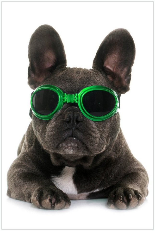 Wallario Poster, Cooler Hund mit Sonnenbrille in grün - Französische Bulldogge, in verschiedenen Ausführungen Wallario Poster, Cooler Hund mit Sonnenbrille in grün - Französische Bulldogge, in verschiedenen Ausführungen von Wallario