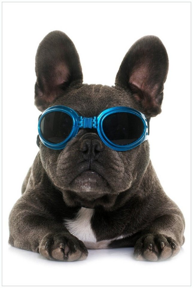 Wallario Wandfolie, Cooler Hund mit Sonnenbrille in blau - Französische Bulldogge, in verschiedenen Ausführungen Wallario Wandfolie, Cooler Hund mit Sonnenbrille in blau - Französische Bulldogge, in verschiedenen Ausführungen von Wallario