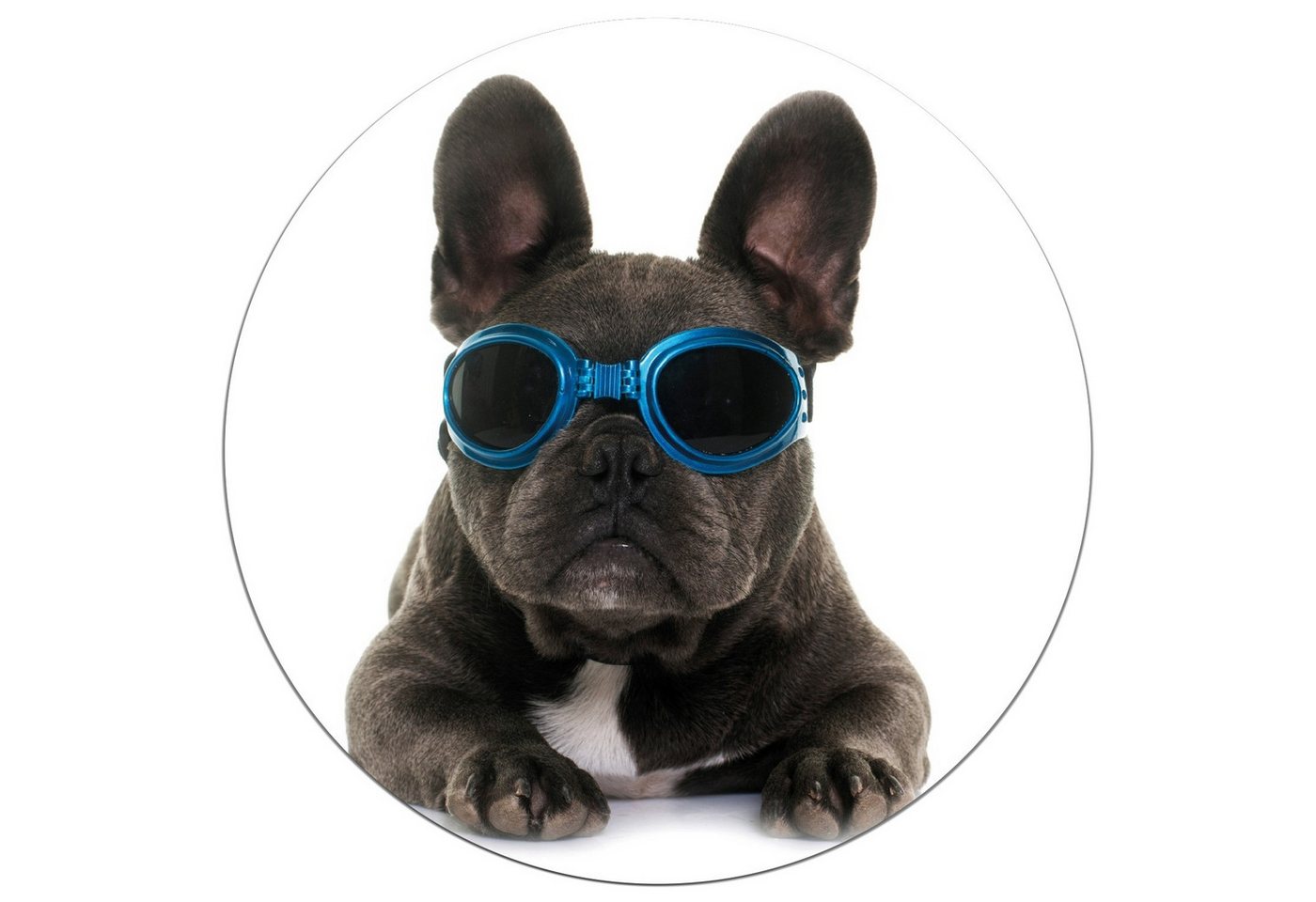 Wallario Wandfolie, Cooler Hund mit Sonnenbrille in blau - Französische Bulldogge, wasserresistent, geeignet für Bad und Dusche Wallario Wandfolie, Cooler Hund mit Sonnenbrille in blau - Französische Bulldogge, wasserresistent, geeignet für Bad und Dusche von Wallario