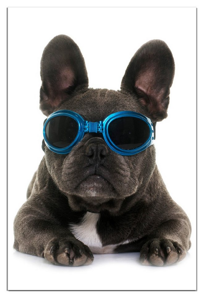 Wallario Wandfolie, Cooler Hund mit Sonnenbrille in blau - Französische Bulldogge, wasserresistent, geeignet für Bad und Dusche Wallario Wandfolie, Cooler Hund mit Sonnenbrille in blau - Französische Bulldogge, wasserresistent, geeignet für Bad und Dusche von Wallario
