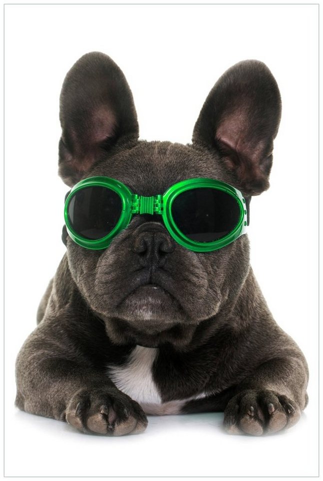 Wallario Wandfolie, Cooler Hund mit Sonnenbrille in grün - Französische Bulldogge, in verschiedenen Ausführungen von Wallario