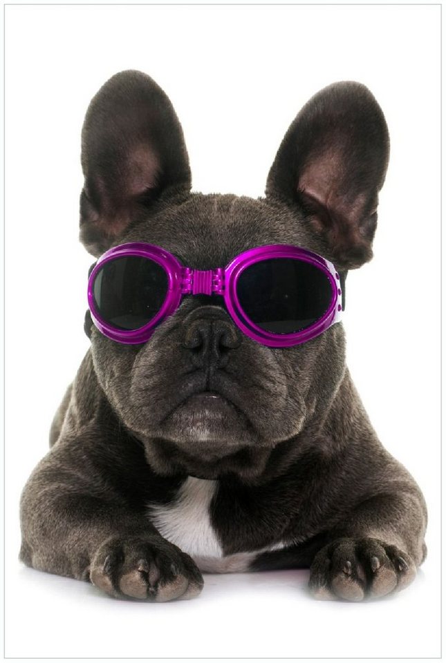 Wallario Wandfolie, Cooler Hund mit Sonnenbrille in pink - Französische Bulldogge, in verschiedenen Ausführungen von Wallario
