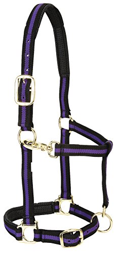 Weaver Leather Halfter für kleine Pferde, gepolstert, Nylon, 2,5 cm, Violett Weaver Leather Halfter für kleine Pferde, gepolstert, Nylon, 2,5 cm, Violett von Weaver Leather