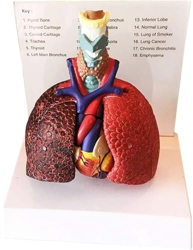 ZXINXIN Anatomisches Kehlkopf-Herz-Lungen-Lungenmodell - Modell der menschlichen Anatomie Unterrichtsmodell Unterrichtsmodell von ZXINXIN