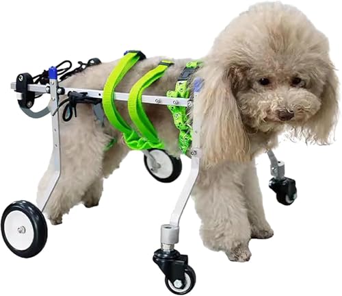 ZXINXIN Rollstuhl für Hunde 4 Räder Hund Rollstuhl Volle Unterstützung, Pet Cart für Deaktivierte/Vorderbeine, Kleine/Mittel-/ Große Katzenrad -Roll -Stützwerkzeuge,XS von ZXINXIN