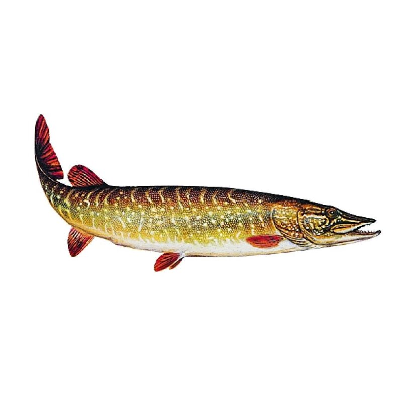 JENZI Aufkleber Hecht Klein 15cm JENZI Aufkleber Hecht Klein 15cm