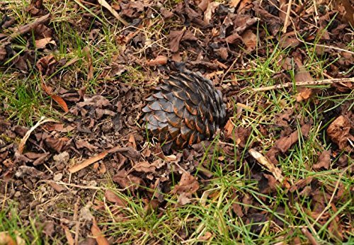 Geocaching Versteck Pine Cone Schlüsselversteck leer Tannenzapfen künstlich Kunststoff Geheimversteck von geo-versand