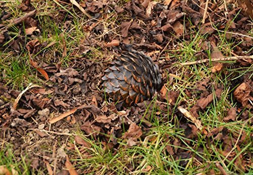 Geocaching Versteck Pine Cone Schlüsselversteck leer Tannenzapfen künstlich Kunststoff Geheimversteck Geocaching Versteck Pine Cone Schlüsselversteck leer Tannenzapfen künstlich Kunststoff Geheimversteck von geo-versand