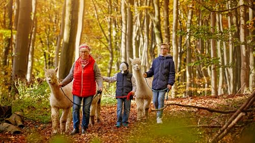 mydays Geschenkgutschein: Alpaka Wanderung Bruchhausen für 2 mydays Geschenkgutschein: Alpaka Wanderung Bruchhausen für 2 von mydays