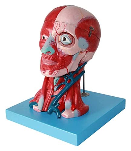 vkeid Anatomiemodell, menschliche Anatomie, wissenschaftliche Modelle, Kopf- und Halsmuskulatur, 10-teilig, für den Unterricht der menschlichen Körpermuskulatur, anatomisches Modell (27 x 17 x 21 cm) von vkeid